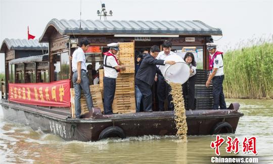 江苏金坛长荡湖国家湿地公园，上亿只河蟹苗被放流至湖中。　陈新 摄