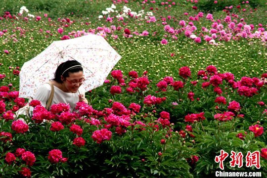 资料图：芍药盛开满园芬芳，蜂蝶飞舞，游人如织。发 崔佳明 摄