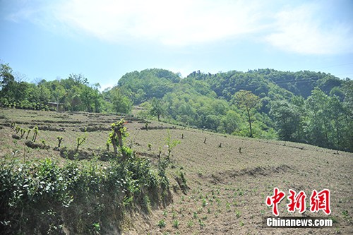 板厂村的中药材种植基地。记者 宋宇晟 摄