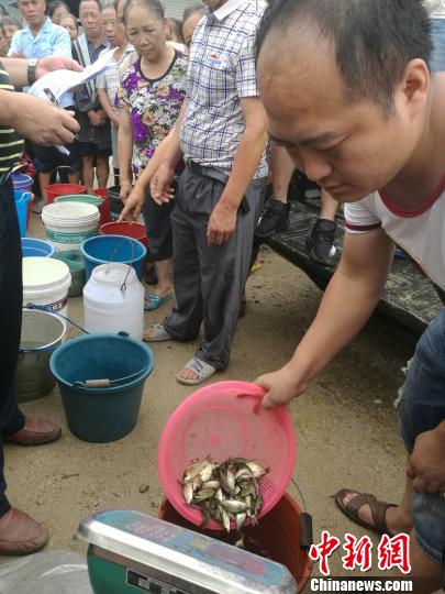 6月20日，广西融水苗族自治县香粉乡古都村300户村民排队免费领取政府发放的禾花鲤鱼苗，到田间放养，作为绿色旅游商品售卖增加收入。　蒙鸣明 摄