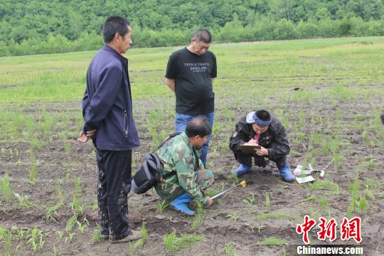 科研人员在现场对足迹、步距、掌垫测量辨认 孙继旭 摄