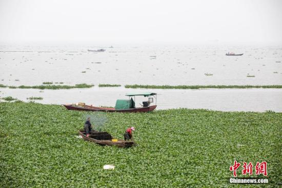 目前，鄱阳湖水位仍呈持续上涨态势。傅建斌 摄