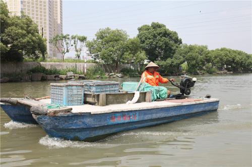 宁波城区内河面临浮萍滋生的风险。何蒋勇